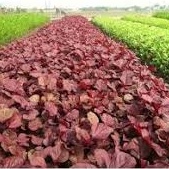 (Gói 100 hạt) Hạt giống rau dền đỏ ỷ lệ nảy mầm cao kháng bệnh tốt -Tổng kho hạt giống giá rẻ