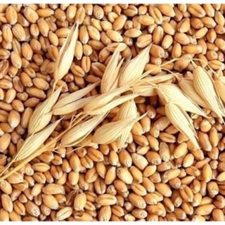 Hạt lúa mì 1kg (nảy mầm)