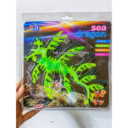 CÁ NGỰA DẠ QUANG TRANG TRÍ BỂ CÁ SEA DRAGON AQUAWORLD