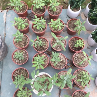 Cây xô thơm - sage