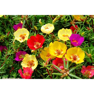 Hoa Mười Giờ –Hoa Sam – Hoa đẹp