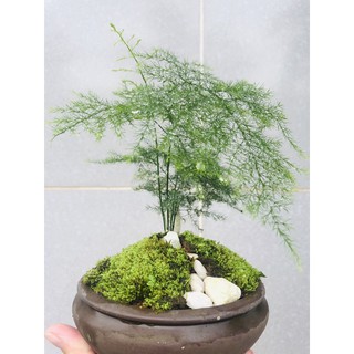 Cây Kim thuỷ tùng