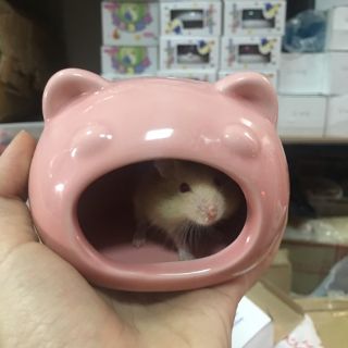 Nhà sứ ếch nhỏ vừa hamster đuôi mập