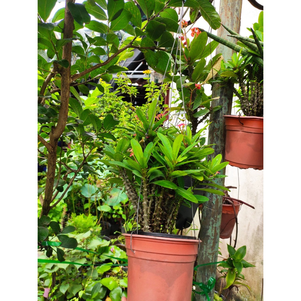 xương rồng bát tiên mini - chậu như hình - cao khoảng 25-30cm