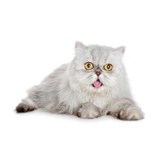 Mèo Ba Tư Nhập Khẩu