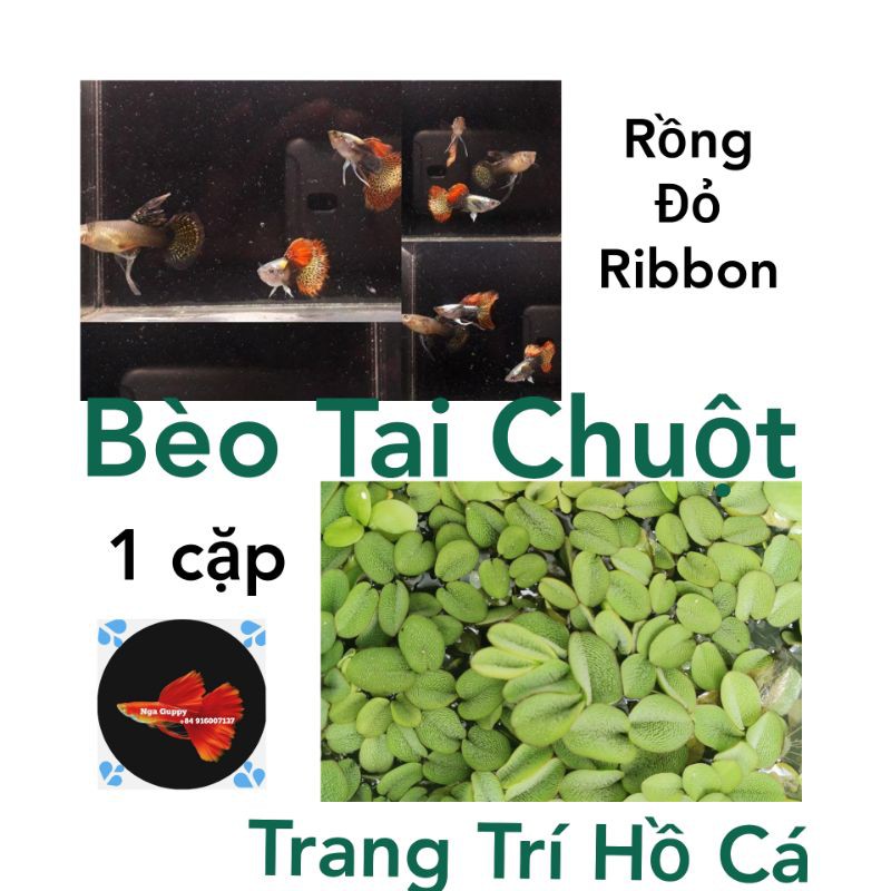 Bèo Tai Chuột Rồng Đỏ Ribbon Trang Trí Hồ - Nga Guppy