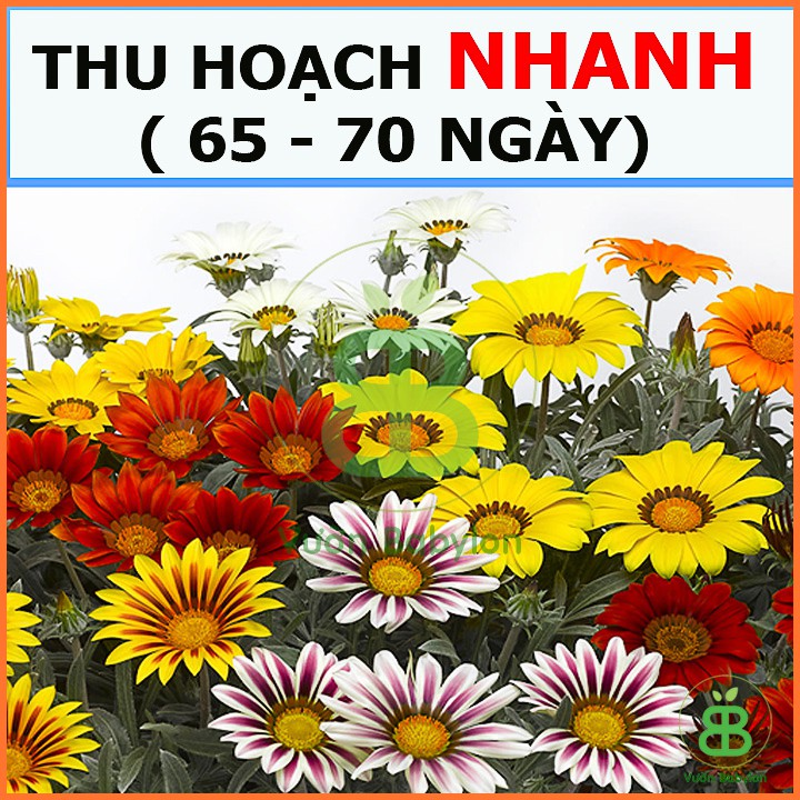 Hạt Giống Hoa Cúc Huân Chương Mix Màu, Nảy Mầm Cao