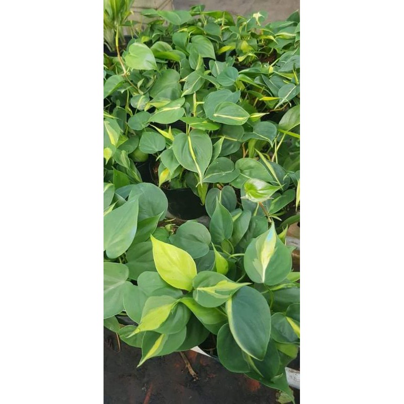 Trầu bà Brazil