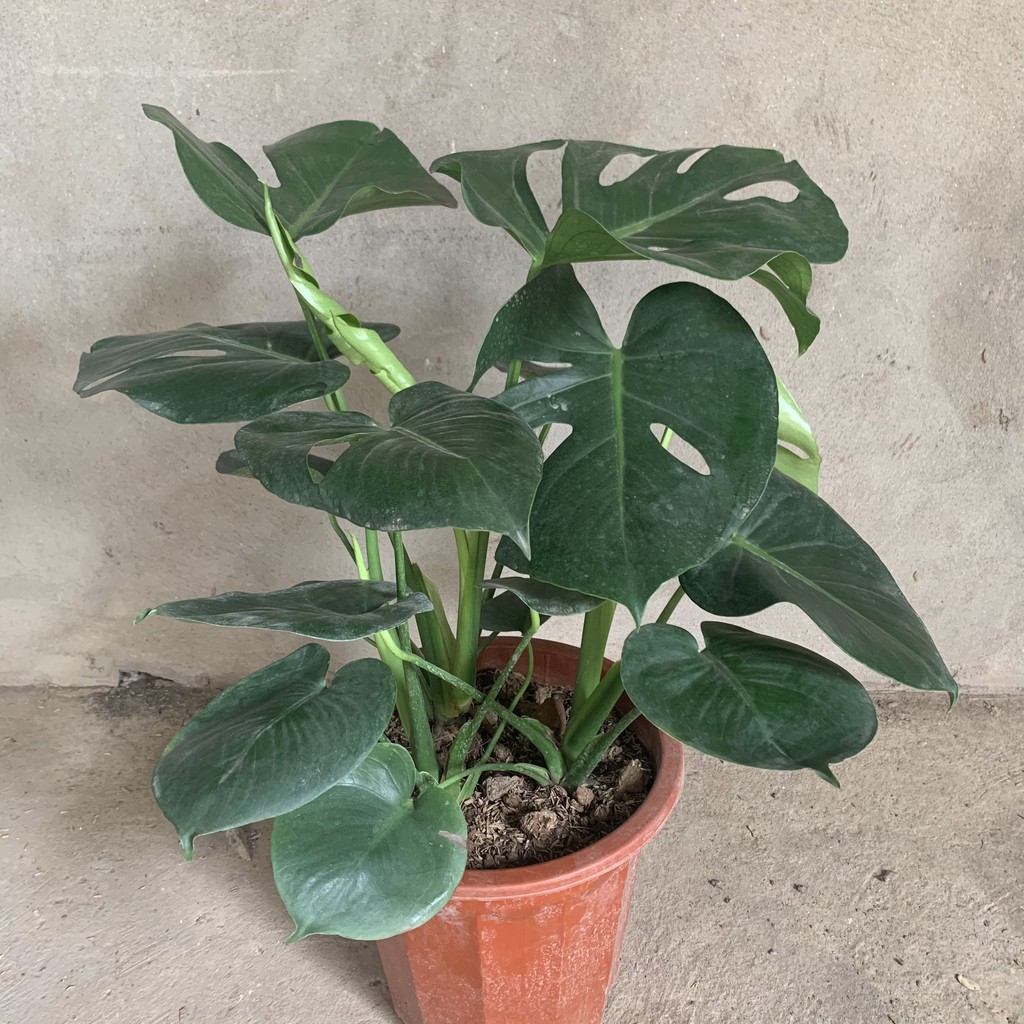 Cây trầu bà Nam - Mỹ Monstera cao 50cm, nhánh lá xum xuê xanh tươi quanh năm, cây phong thuỷ trồng nội thất, sân vườn