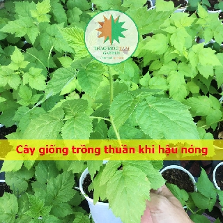 Cây Phúc Bồn Tử vàng (Cây lớn, đến tuổi cho hoa ) / Cây mâm xôi được trồng tại Khánh Hoà, chịu nhiệt
