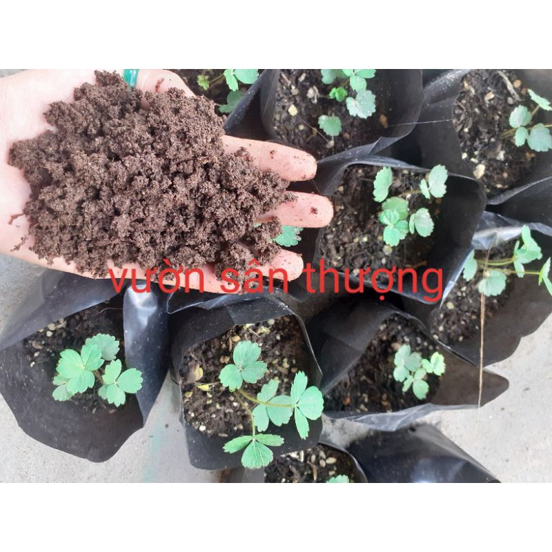 Phân Trùn Quế Hữu Cơ Vườn Nuôi 2kg