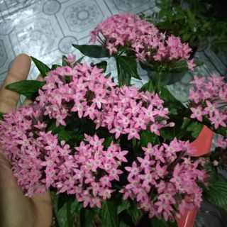 Diễm Châu ... hồng nhạc