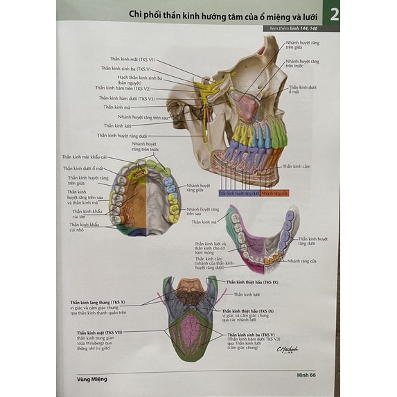 Sách - Atlas Giải Phẫu người (Bản số 7/2020)