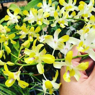 Denro nắng thơm Banana cây tơ