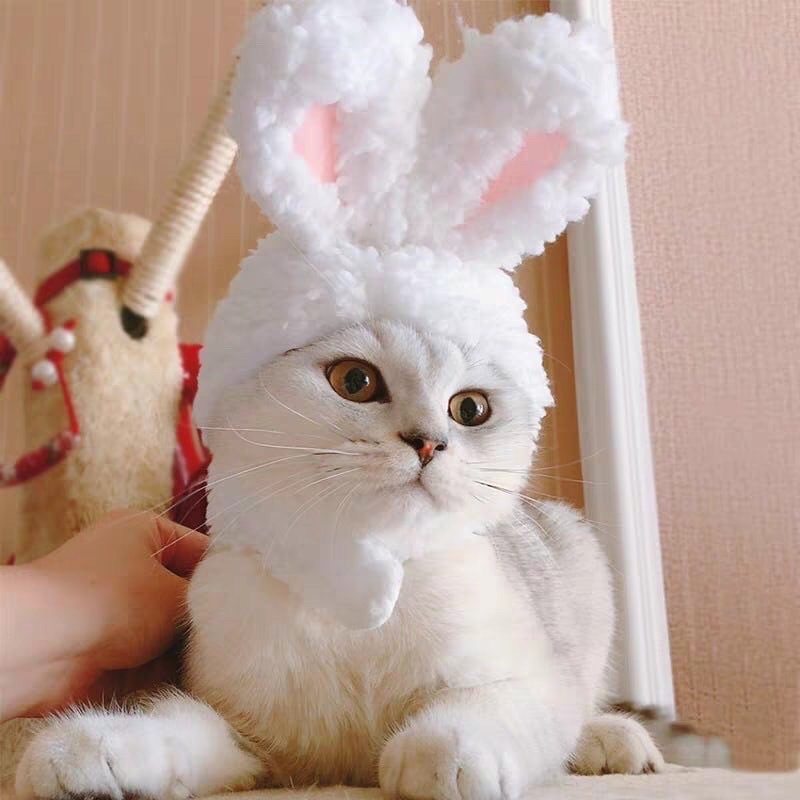 MŨ ĐỘI TAI THỎ CHO MÈO