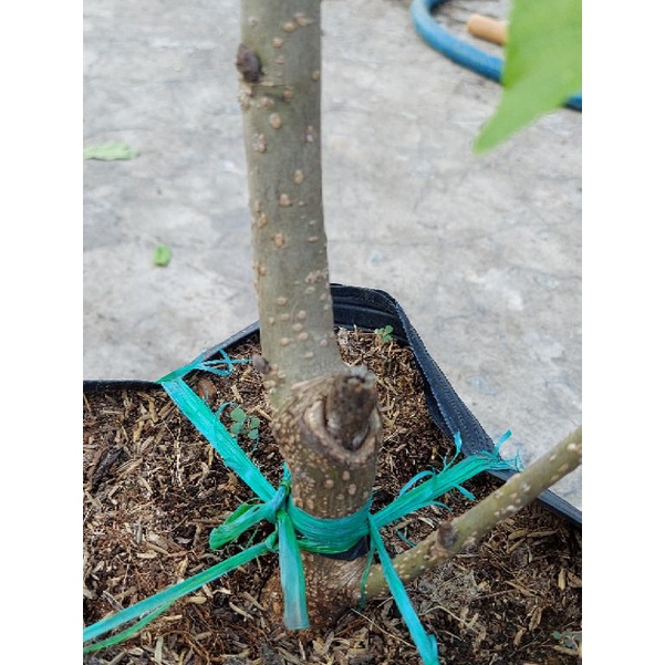 Dâu đài loan trái dài