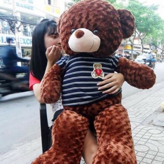 Gấu teddy