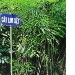 cây giống lim xẹt