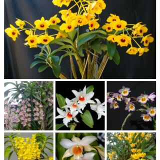 10 loại hoa phong lan  rừng