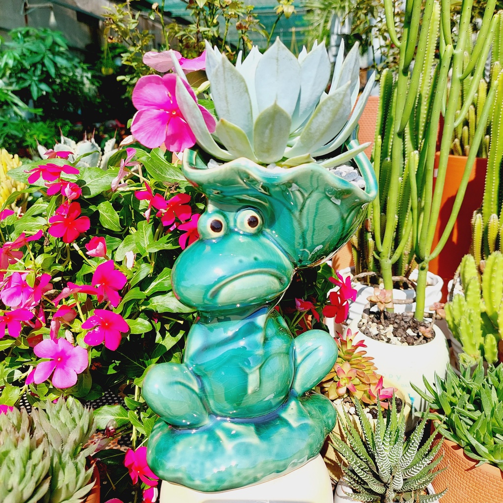 Chậu men, Chậu sen đá - Chú ếch vác lá sen, miệng chậu 11cm, chiều cao 21cm