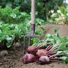 Hạt giống củ dền đỏ 2gr