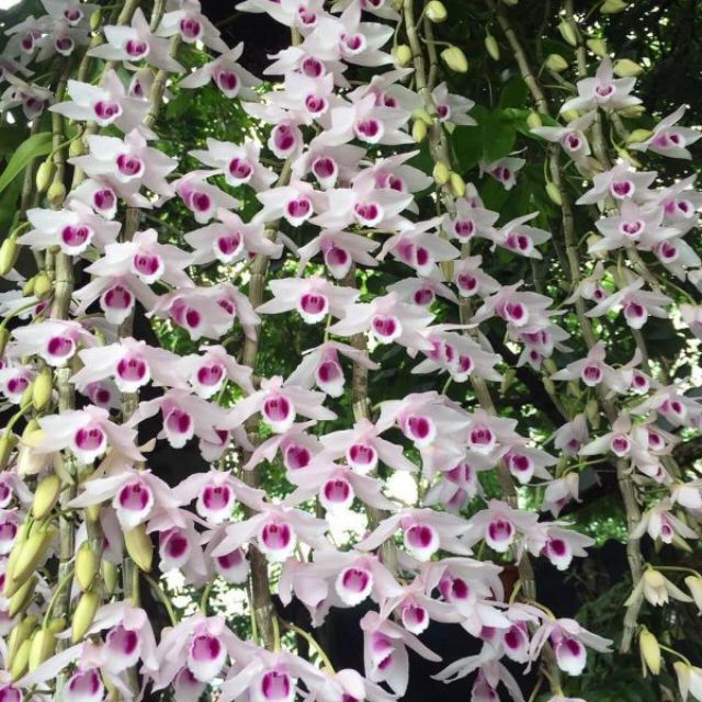 Phân Bón Hỗn Hợp NK Nhập khẩu Úc - PowerFeed 100ml