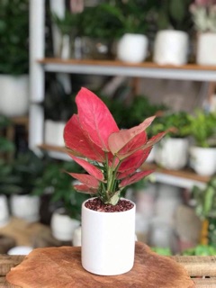 Cây vạn lộc đỏ