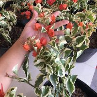 Cây 🌲 Giấy Cẩm Thach ( màu cam)