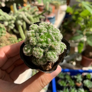 XƯƠNG RỒNG TRỨNG CHIM SIÊU CON