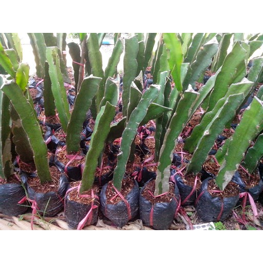 Cây giống thanh long ruột đỏ cao 30-40cm giống chuẩn vỏ đỏ ruột đỏ cho trái sau 9-10 tháng trồng