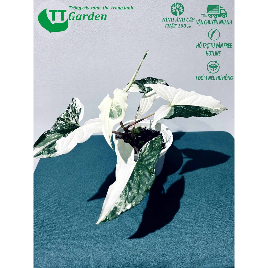 Tróc bạc Syngonium Podophyllum Albo Variegata hàng giống trồng trong nhà ngoài trời trồng sân vườn decor trang trí