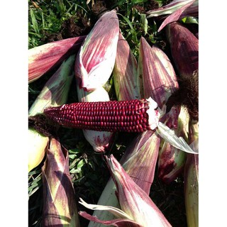 Hạt giống ngô nếp tím gói 5gr