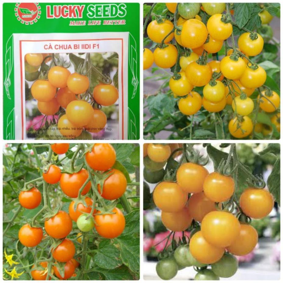 Hạt giống cà chua bi cây cao quả vàng sai quả và năng suất ( gói 30 hạt) HGTG f1