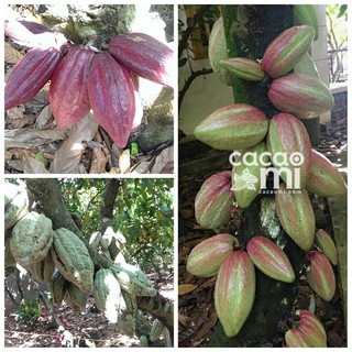 Bột cacao CacaoMi Premium 500g