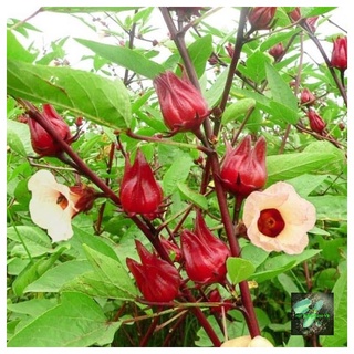 [Seeds] Hạt giống cây hoa bụp giấm RD375, đóng gói 2gr