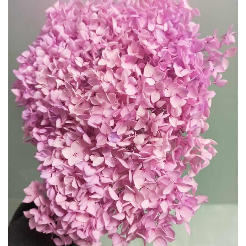 Hoa khô Cẩm Tú Cầu - Hoa Khô Hydrangea bất tử - Hoa khô decor bền đẹp