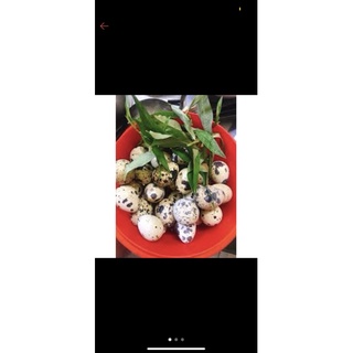 combo 300 trứng cút lộn- ship hỏa tốc