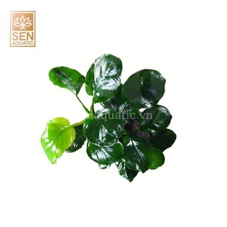 Cây Ráy Lá Tròn(Anubias barteri var. 'Round leaf')