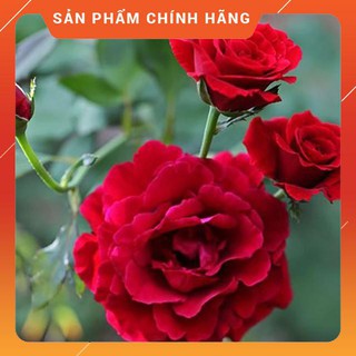 Cây hoa hồng cổ hải phòng hoa đẹp , cây khỏe, giá rẻ ,chất lượng tốt