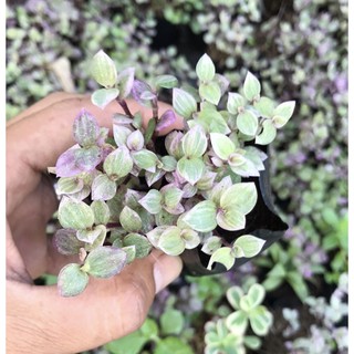 Pink lady - Quý cô hồng