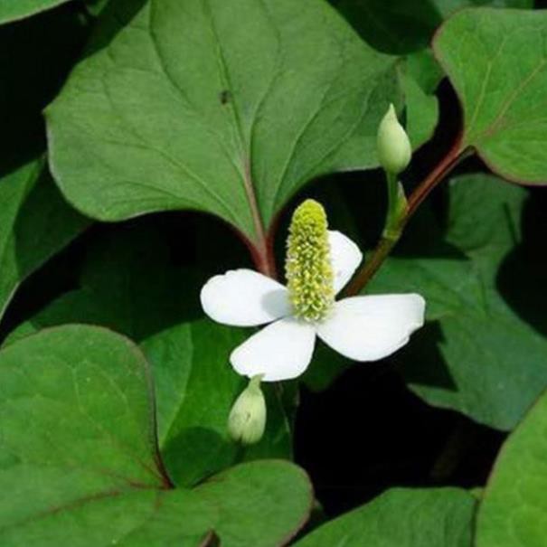 Cây Diếp cá