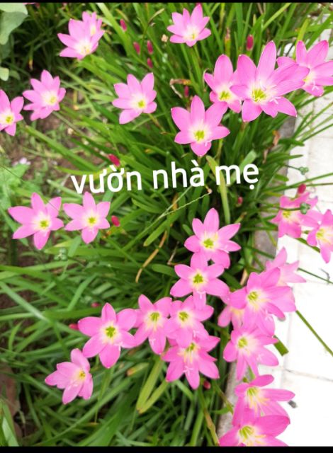 Củ huệ mưa màu hồng