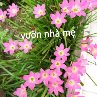 combo 5 củ huệ mưa màu hồng