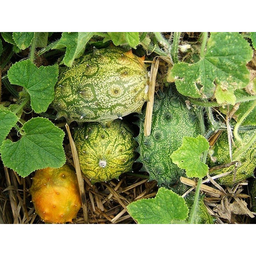 Hạt giống dưa chuột gai châu phi