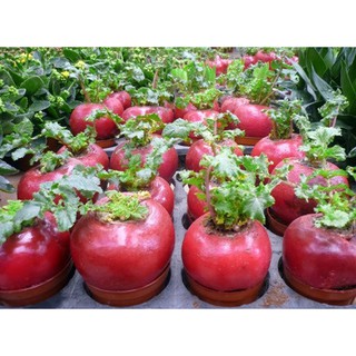 Hạt giống củ cải đỏ khổng lồ