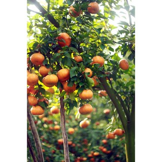 CÂY QUÝT SIÊU NGỌT RA TRÁ 4 MÙA TRỒNG 6 THÁNG RA HOA + Tặng (0,3kg) phân hữu cơ cao cấp