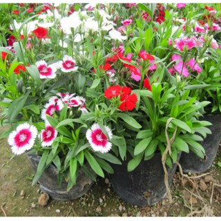 HẠT GIỐNG HOA CẨM CHƯỚNG MIX ( 100 HẠT) [shop uy tín]