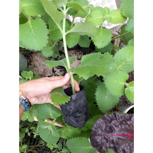 Chậu, Cây giống húng chanh