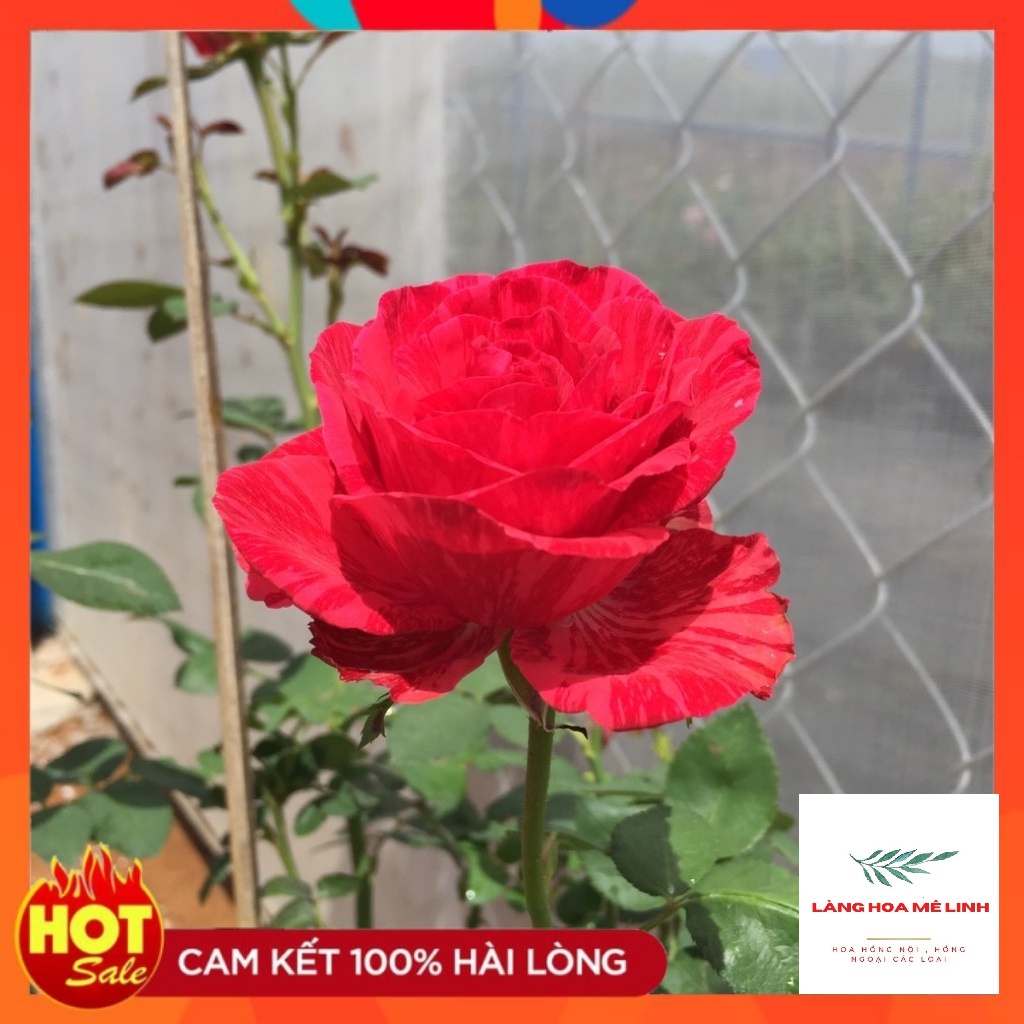 Hoa hồng bụi Red Intuition rose[️ĐỘT BIẾN ️]- đỏ sọc, đỏ sẫm. loại hoa hồng này có khoảng 31 đến 39 cánh hoa, mùi thơm