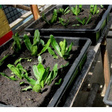 20G - Hạt Giống Ngò Gai Lá Lớn